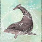 Beleggen & een dolfijn is een betere belegger