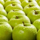 Spreekwoorden over appels in de Nederlandse taal