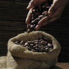 Beleggen in cacao