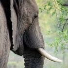 De koop en verkoop van ivoor